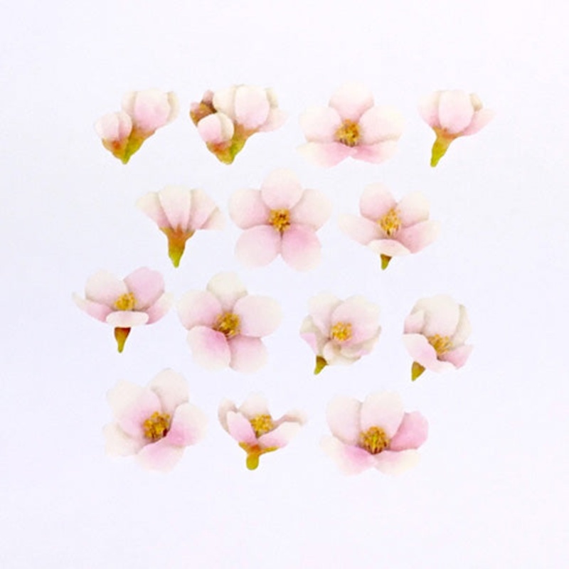 Bande Yoshino Cherry