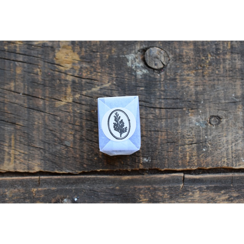 LCN Fern Specimen Metal Stamp – Common Wedgelet Fern (Ellipse)